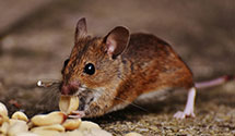 opossum-control Experts in Berkshire Heights